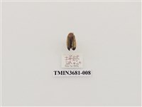 藏品(大端黑螢)的圖片